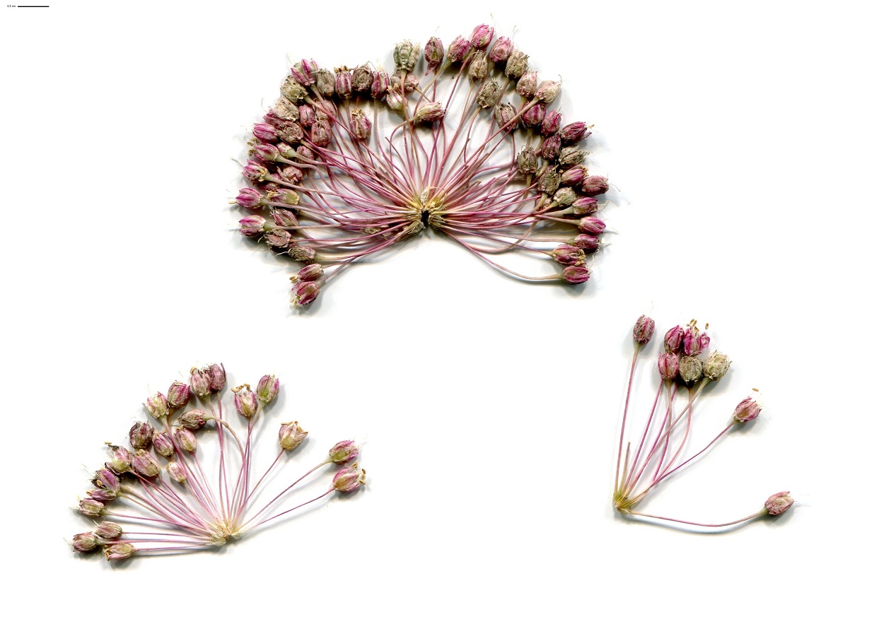 Allium ampeloprasum (Amaryllidaceae)
